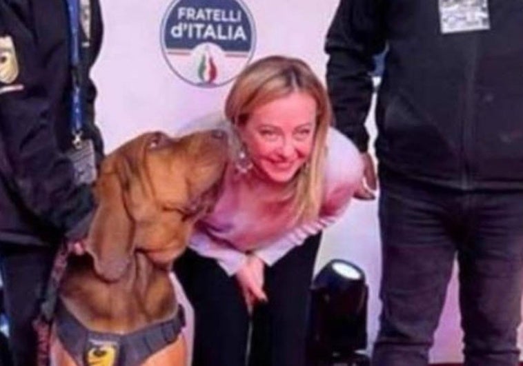 Italia llora al héroe perruno premiado por Meloni, muerto por una salchicha con clavos Italia llora al héroe perruno premiado por Meloni, muerto por una salchicha con clavos