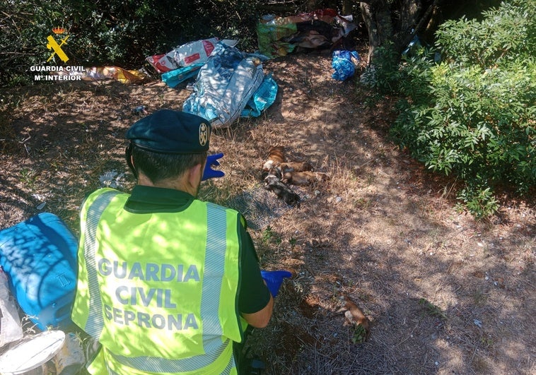 Mueren diez cachorros recién nacidos después de que su dueño los abandonara en el monte metidos en una bolsa Mueren diez cachorros recién nacidos después de que su dueño los abandonara en el monte metidos en una bolsa