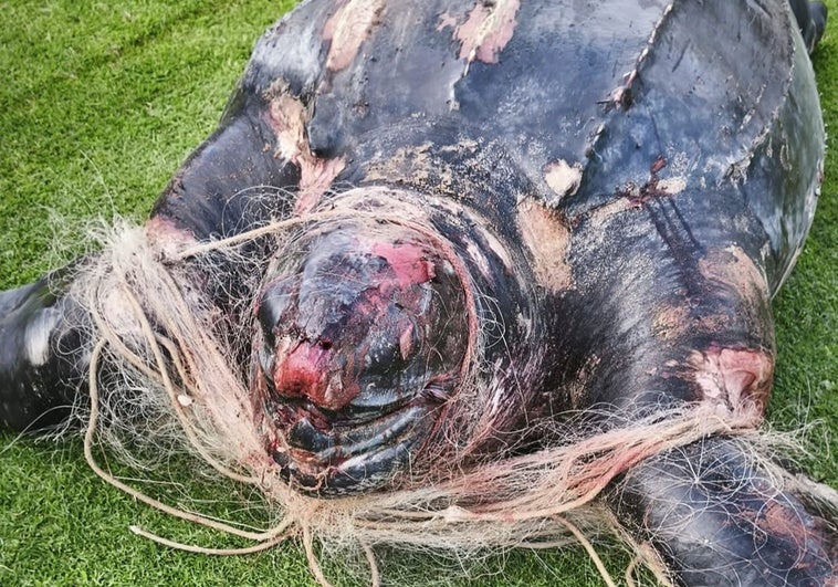 Aparece muerta una tortuga laúd en una playa de Valencia Aparece muerta una tortuga laúd en una playa de Valencia