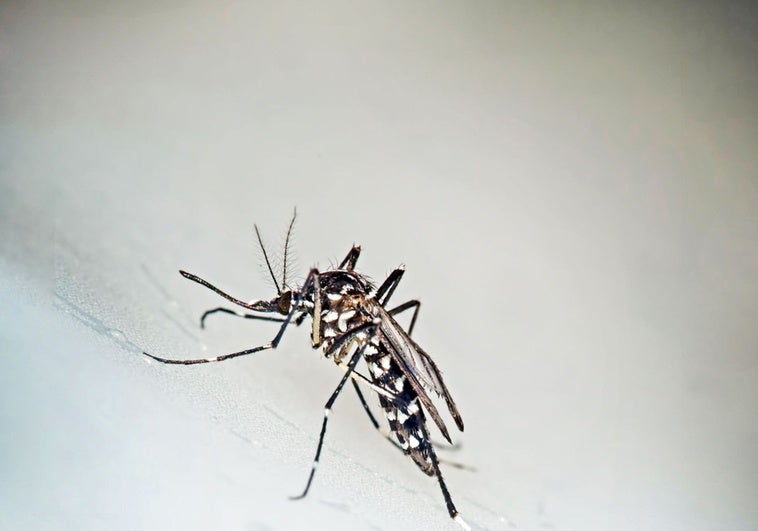 País Vasco refuerza la prevención tras confirmarse un caso autóctono de chikungunya en la localidad fronteriza de Hendaya País Vasco refuerza la prevención tras confirmarse un caso autóctono de chikungunya en la localidad fronteriza de Hendaya