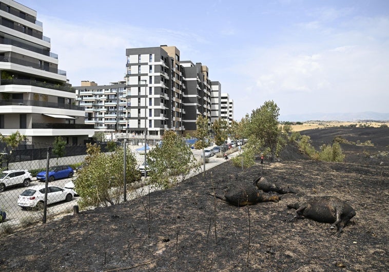 Tres Cantos activa un plan de ayuda para las víctimas del incendio Tres Cantos activa un plan de ayuda para las víctimas del incendio