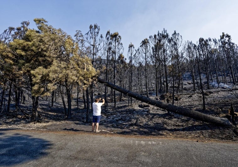 Baja el nivel de riesgo del incendio del Valle del Tiétar tras arrasar más de 2.200 hectáreas Baja el nivel de riesgo del incendio del Valle del Tiétar tras arrasar más de 2.200 hectáreas
