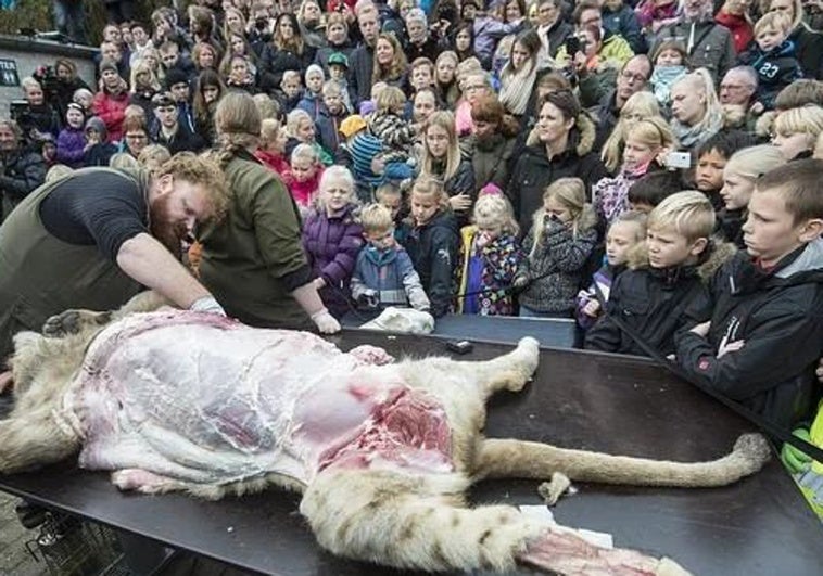 Desde la disección de un león frente a niños hasta el sacrificio de una jirafa bebé Desde la disección de un león frente a niños hasta el sacrificio de una jirafa bebé