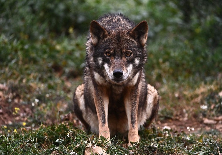 Trece comunidades, entre ellas dos del PSOE, denuncian ante Europa que el Gobierno no les deja votar el informe sobre el lobo Trece comunidades, entre ellas dos del PSOE, denuncian ante Europa que el Gobierno no les deja votar el informe sobre el lobo
