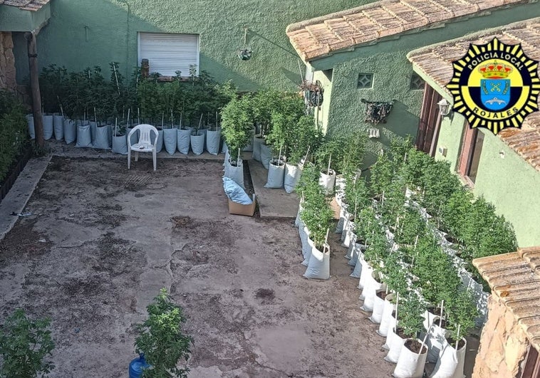 Una inspección a un desguace clandestino de coches descubre 212 plantas de marihuana Una inspección a un desguace clandestino de coches descubre 212 plantas de marihuana