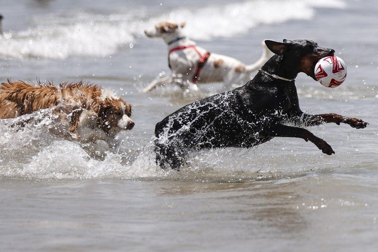 Una veterinaria advierte sobre los peligros de la ola de calor: «Puede provocar problemas digestivos y malestar» Una veterinaria advierte sobre los peligros de la ola de calor: «Puede provocar problemas digestivos y malestar»